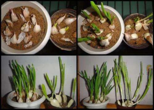 大蒜1—20天成长记录表 蒜苗30天的观察记录图