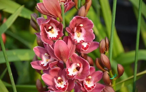 大花蕙兰夏天怎么养 大花蕙兰缺水表现图片