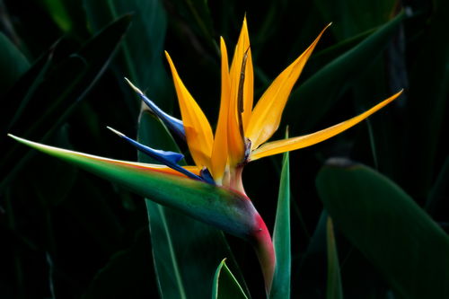 天堂鸟适合什么生肖养 天堂鸟禁忌属相