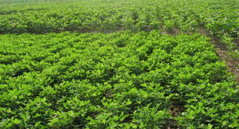 大豆开花期能浇水吗 大豆最佳灌水时期