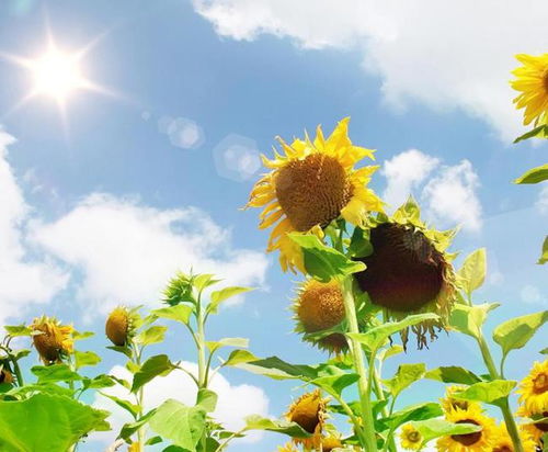 太阳和向日葵的情话 向日葵的文案高级感
