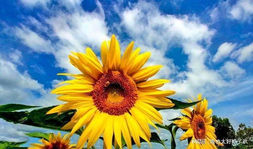 太阳花一年就死掉了吗 家里种太阳花吉利吗