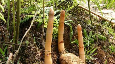 天麻吃多了对身体有害吗 天麻一个月吃几次合适