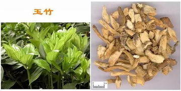 天麻的作用及功能主治 天麻对男性性功能有用吗