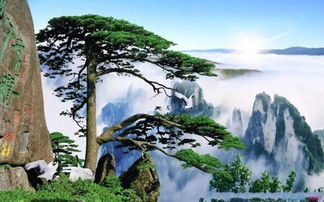 夸赞松树的句子 用一句赞美松树的话