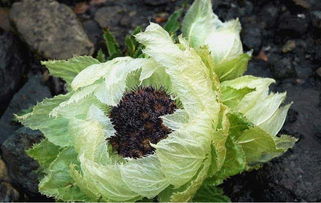 天山雪莲的正确吃法 雪莲三种人不宜吃