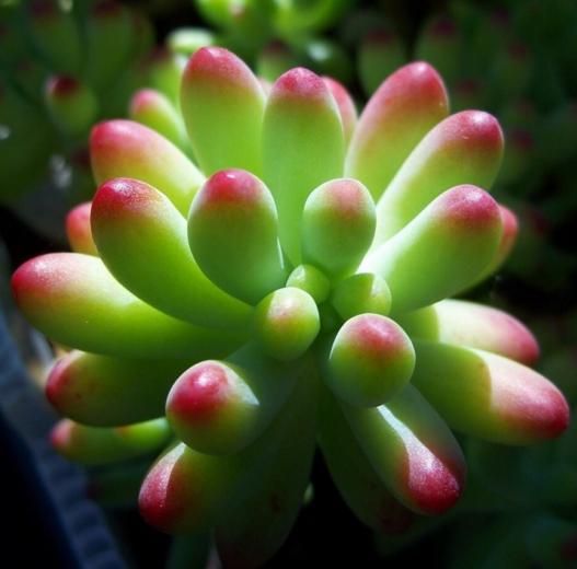 太阳花锦怎么变成红色 太阳花锦多肉有毒吗