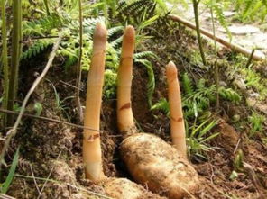 天麻有什么功效与禁忌 天麻的主治功能