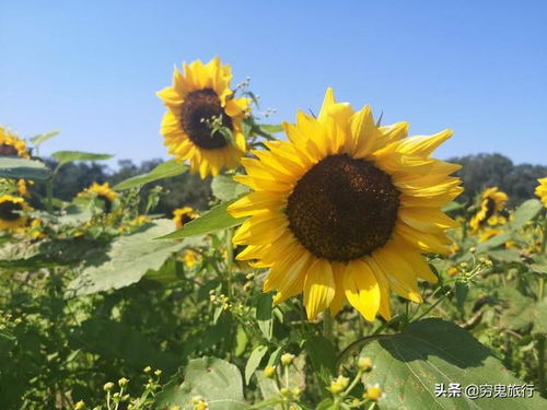 太阳花种植方法全过程 太阳花八月份可以种吗
