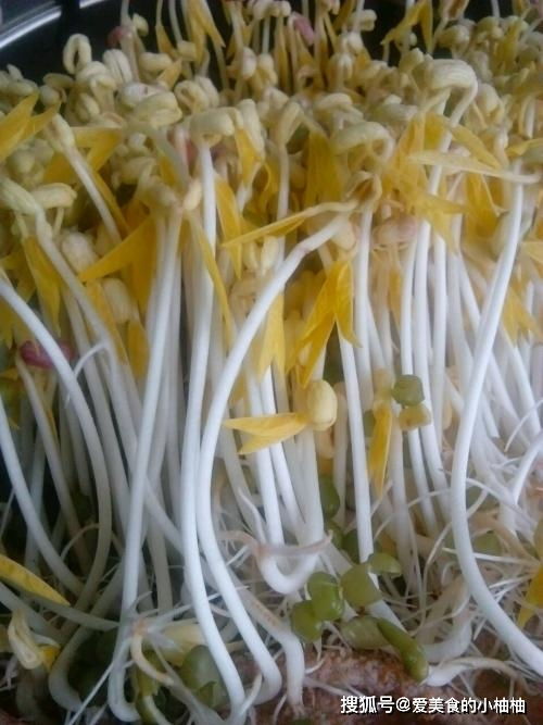 天气太热怎么发豆芽 夏天生豆芽为什么会烂