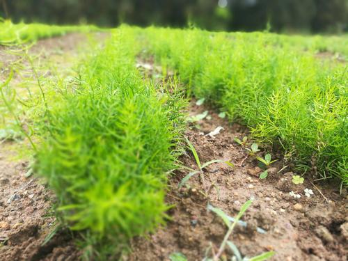 天门冬夏天怎么浇水 天门冬怎样养才长得快