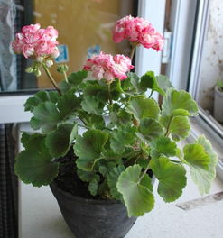 天竺葵立秋后怎么养 天竺葵立秋后修剪视频