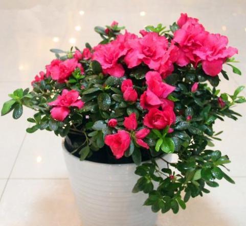 天鹅绒花适合在家养么 天鹅绒花几天浇一次水