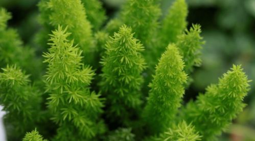 天门冬养几年才开花 天门冬美白全身神奇