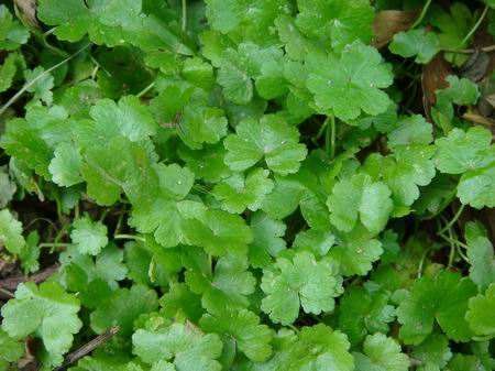 天胡荽的毒性 天胡荽什么人不能吃