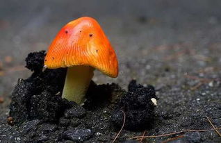 夹缝中生长的植物感悟 赞美石缝中生命的句子