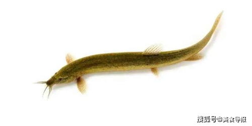 女人为什么要少吃泥鳅 千万别给孩子吃泥鳅了