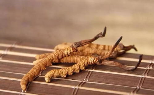 女人吃冬虫夏草的好处 女士喝冬虫夏草好不好