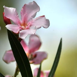 夹竹桃毒性有多强 一滴夹竹桃汁会毒死人吗