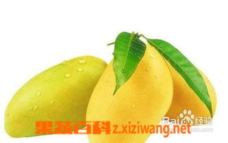 女人为什么不能吃芒果 男人吃芒果可以提高性功能吗