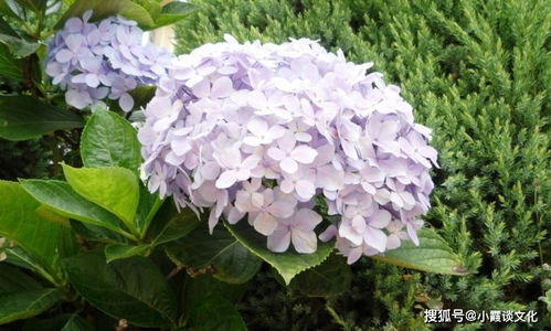 夸赞绣球花的句子 形容绣球花漂亮的短句