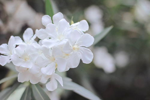 夹竹桃的花语 花语是疯子的花