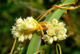 女人吃菟丝子后的感受 我吃菟丝子三个月了