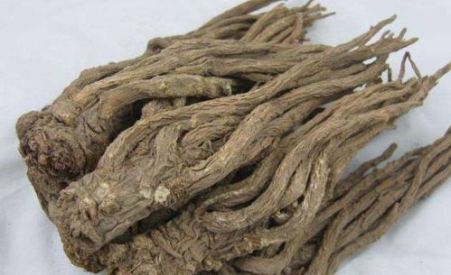 女人吃当归的最佳时间 女人为何要少吃当归