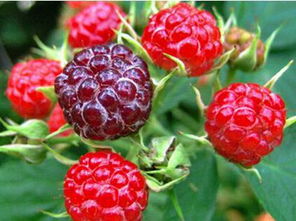 女人吃树莓的功效与作用 女生为什么不能吃树莓