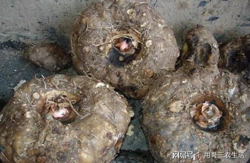 女人吃魔芋的坏处 吃魔芋会让哪些病复发