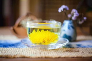 女人喝胎菊好还是金丝菊好 湿气重可以喝金丝皇菊吗