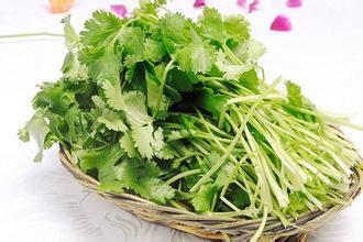 女人吃香菜有什么好处和坏处 香菜为什么叫断阳草