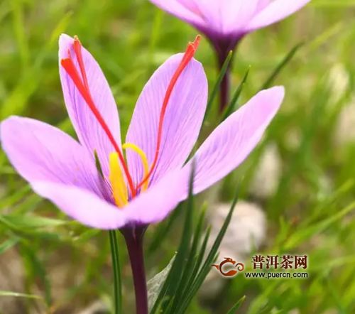 女人喝藏红花的禁忌 藏红花一周喝几次