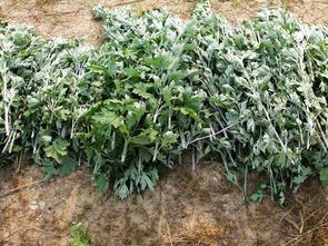 女人每晚用艾叶泡脚有什么好处 艾叶泡脚瘦了12斤