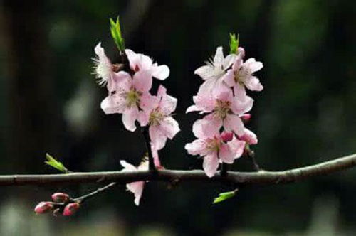 女人的桃花指什么 有桃花是指别人喜欢你么