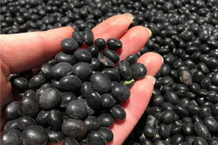 女人常吃黑豆的5大好处 女性吃黑豆的最佳时间