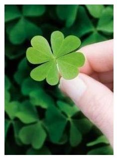 女士佩戴四叶草象征着什么 四叶草什么属相不能戴