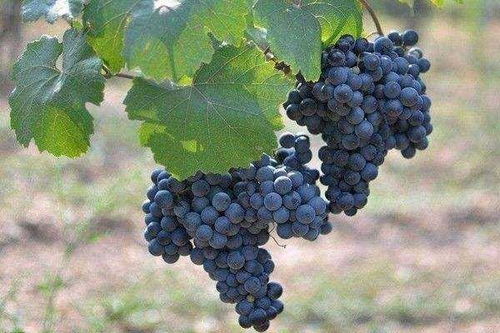 女人长期吃葡萄好吗 葡萄籽真的能美白吗