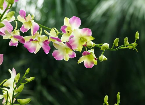 女性办公桌适合养的花 办公室最吉利的三种花
