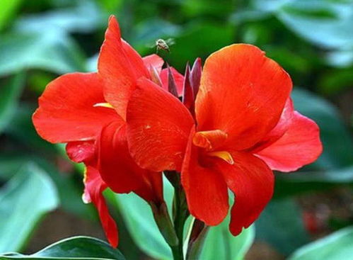 女性吃美人蕉花的好处 栽美人蕉的风水禁忌