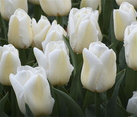 女生用白色郁金香暗示 白郁金香花语暗示分手