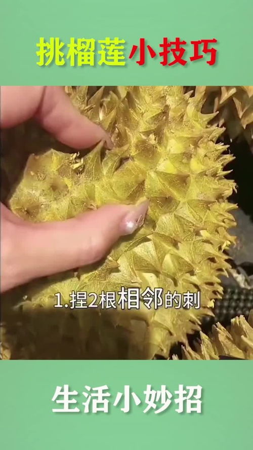如何选榴莲的正确方法 选榴莲的小窍门