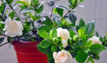 好养的花适合一年四季养 10种公认阳台最好养的花