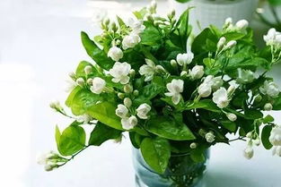 如何养茉莉花 养茉莉花的注意事项