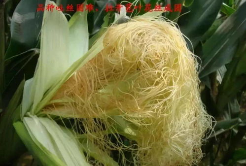 如何判断玉米授粉成功 玉米开花期下雨能授粉吗
