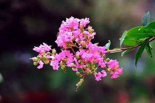 如何修剪让紫薇二次开花 紫薇花夏天可以扦插吗