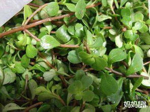 孕妇不能吃的三种野菜 孕妇适合吃的十大野菜