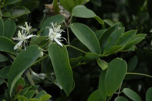 威灵仙最大安全用量 威灵仙多少克中毒