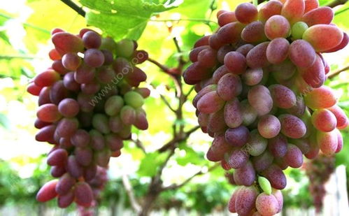 孕妇吃葡萄好还是提子好 孕妇为什么不能吃红提