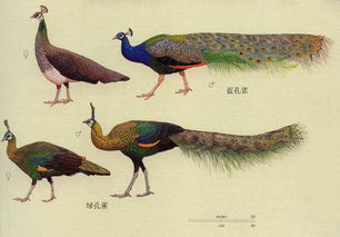 孔雀男和凤凰男的区别 凤凰男为啥恶心